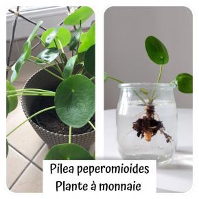 Les plantes en classe 