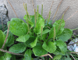 Grand plantain - Plantago major
