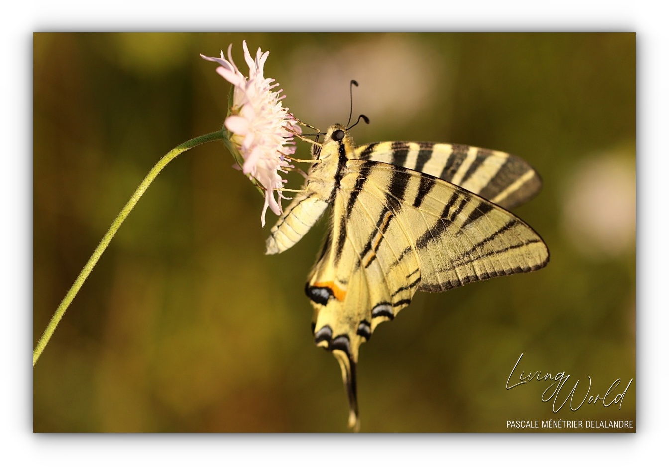 Quelques Papillons... (autres familles)