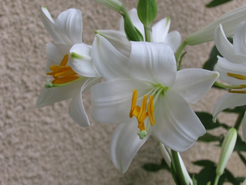 Sentiments de fleurs