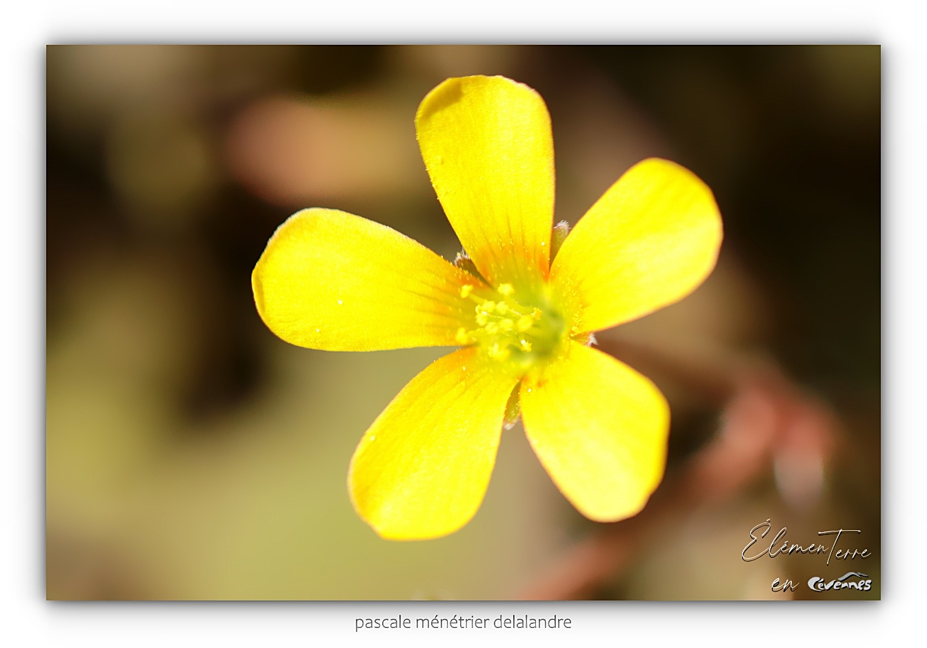 Oxalis corniculée - Oxalis corniculata L.