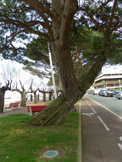 Troncs d'arbres : le Vent de l'Atlantique les fait souffrir