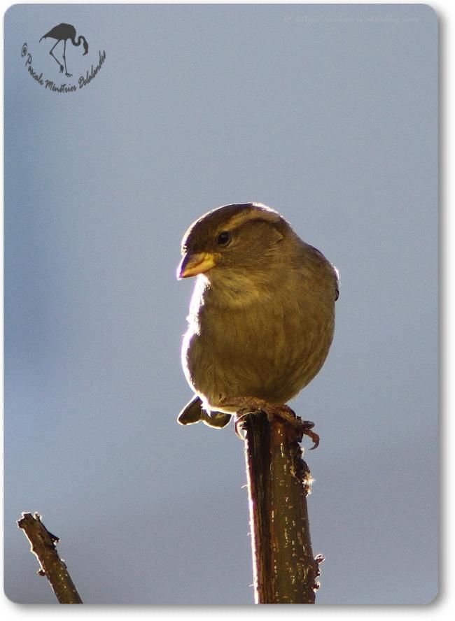 Moineau domestique femelle - Passer domesticus