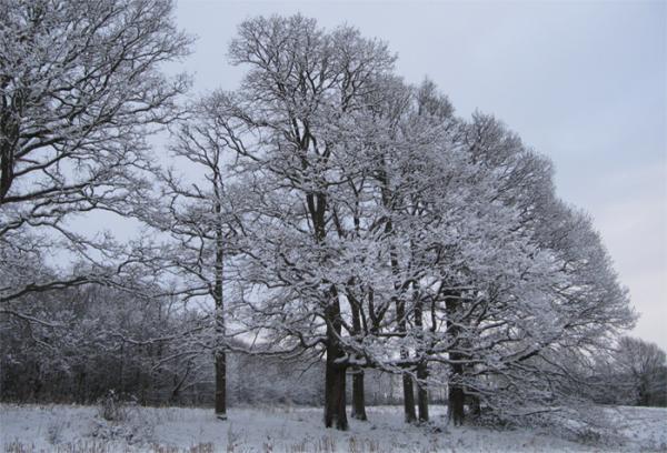 Les flocons de Bellou en images