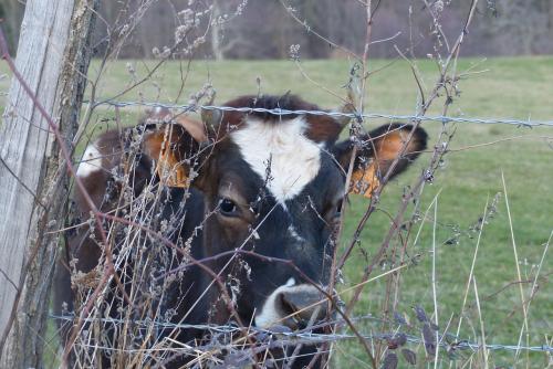 Vachement belle !
