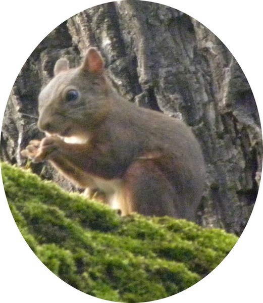 -cureuil-PB-3.jpg
