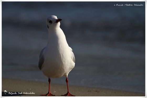 Mouette rieuse
