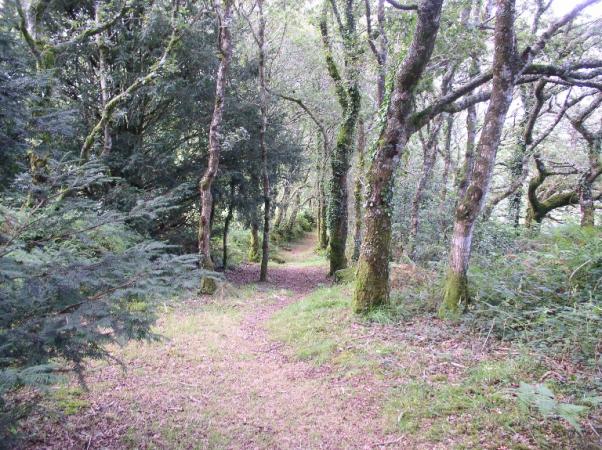 Chemin creux en Finistère (5)