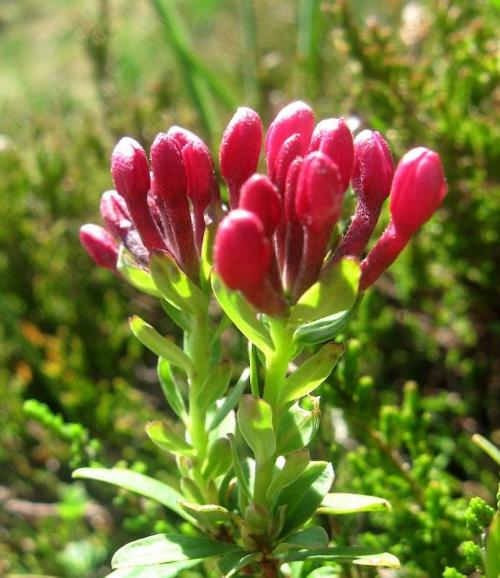 Fleur cultivée : Daphné
