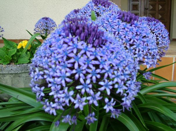 Mon Jardin
