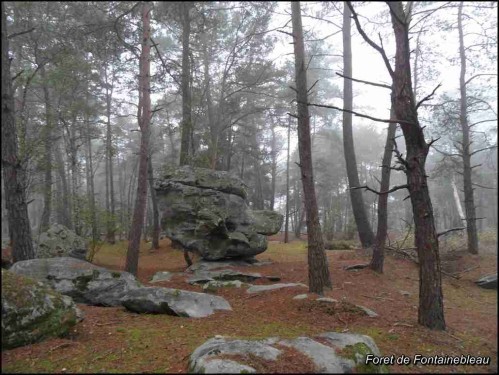 Forêt de Fontainebleau/Poligny/Commanderie 25 / 10 / 2012 - Chez Gladysne