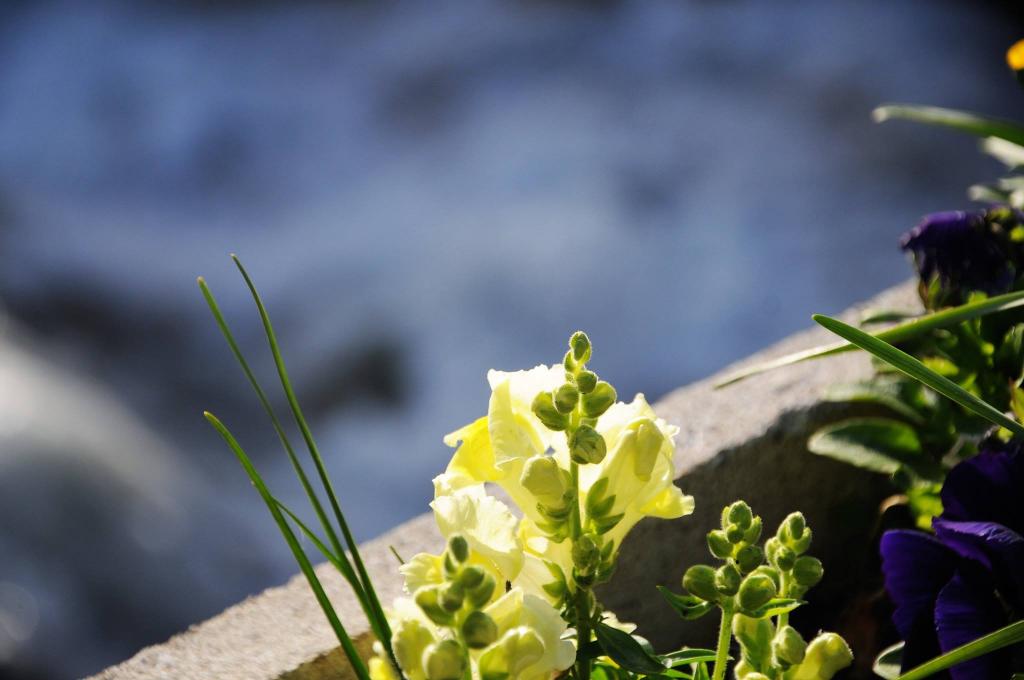 Fleurs en bordure de la cascade de Trans!