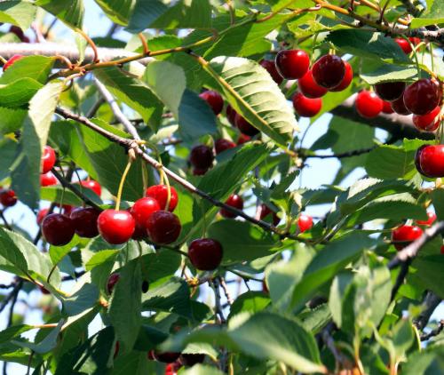 Arbre fruitier : Cerisier