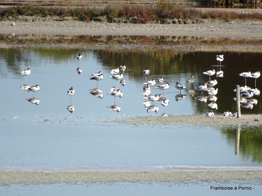 Oiseaux du Marais Mullembourg à Noirmoutier 2019