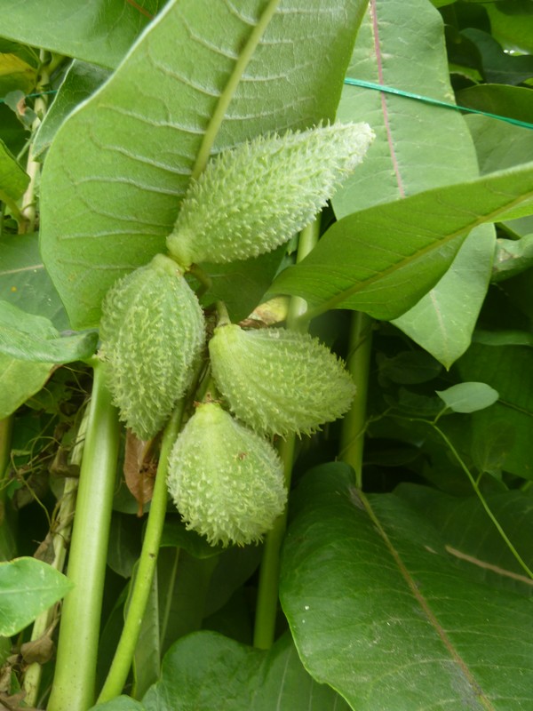 "arbre à perruches" ...