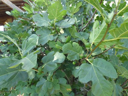 Les dernières heures du jardin....