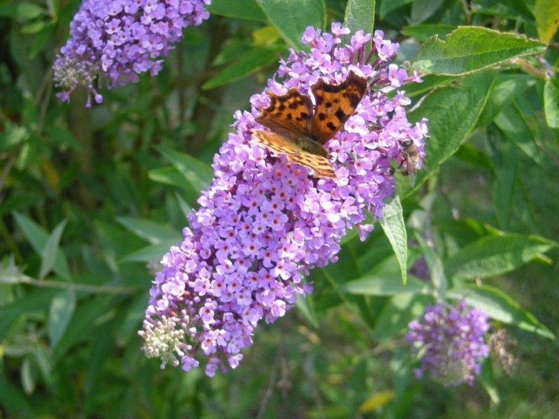 Papillons