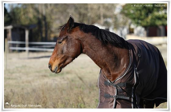 Chevaux de selle Français