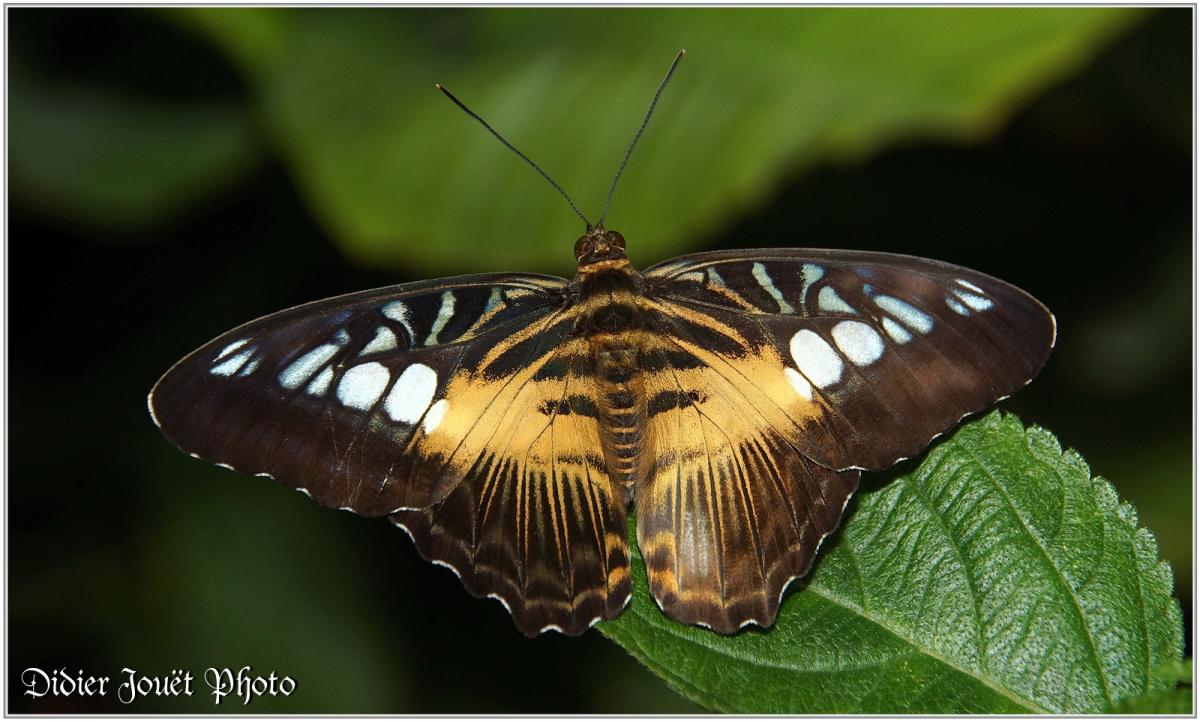 Clipper Brun (3) - Parthenos sylvia