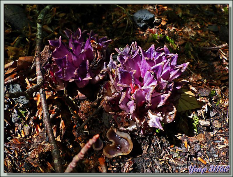 Lathrée clandestine (Lathraea clandestina) en début de floraison (???) - Vallon d'Esquierry - Oô - 31 