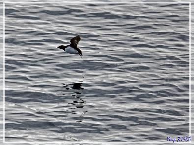 L'envol du Mergule nain, Little auk (Alle alle) - Navigation vers le Groenland - Mer de Baffin