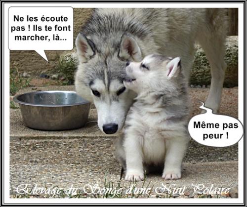Portée de Nouchka (23 juillet 2019)
