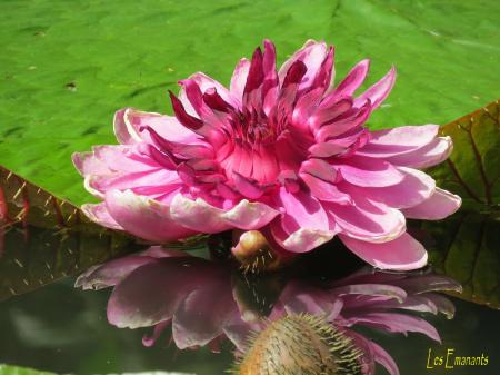 Malcom De Chazal et l'Ile-Fée