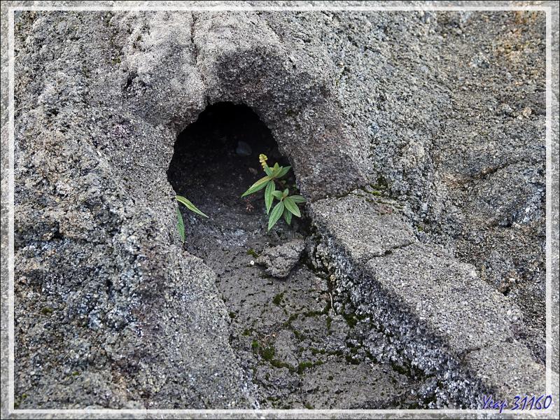 La végétation colonise lentement les coulées de lave du Piton de la Fournaise - Saint-Philippe - Île de la Réunion