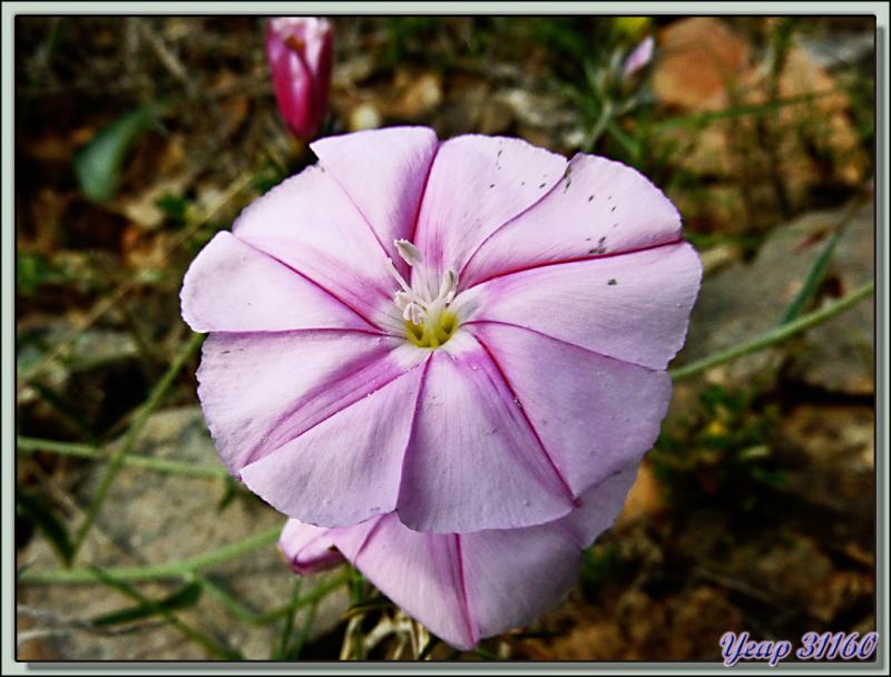 Liseron des Monts Cantabres (Convolvulus cantabrica) - Aude  (Flore) 
