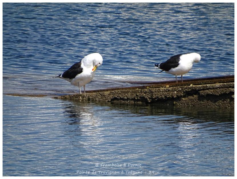 Pointe de Trévignon à Trégunc - 29 -