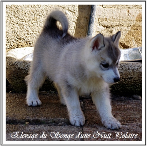 Chiot Husky Femelle 3 (52j)