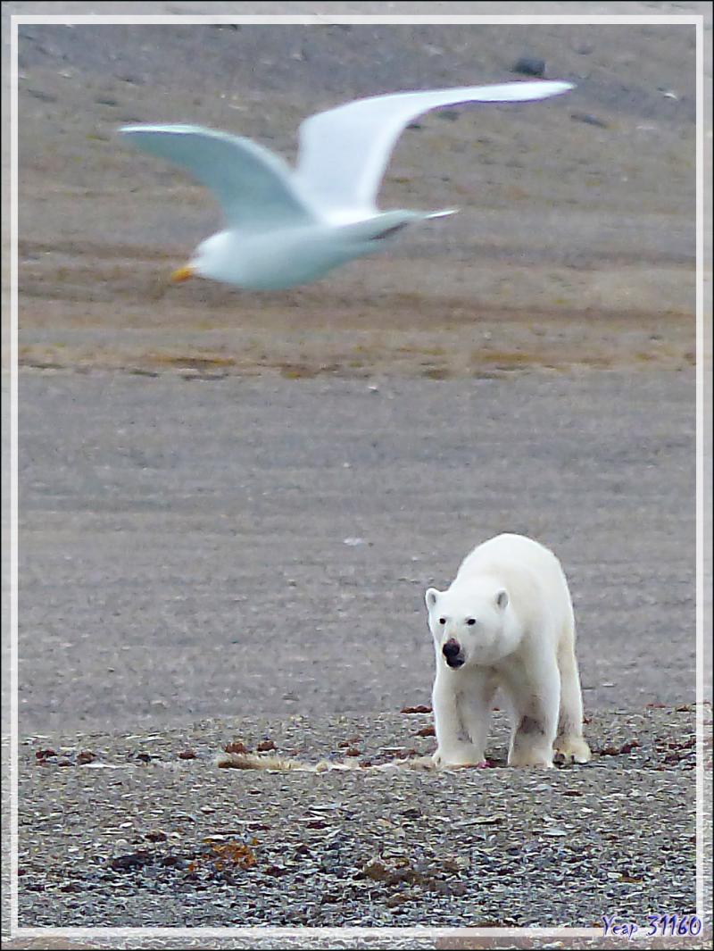 Dernière série avec cet ours on ne peut plus photogénique ! (Polar bear) - Creswell Bay - Somerset Island - Nunavut - Canada