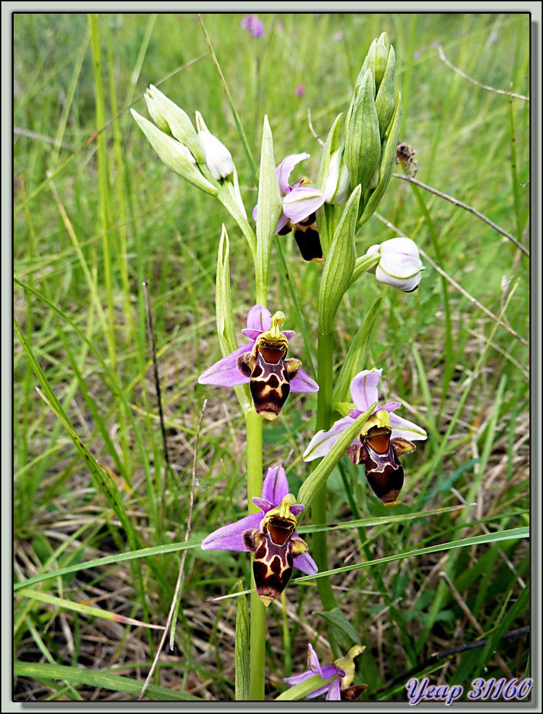 Pour terminer cette série sur Liéoux / Latoue (31) la plus belle: l'Ophrys Bécasse (Ophrys scolopax)  (Flore)