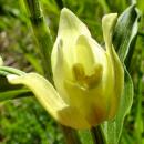 Index illustré orchidées