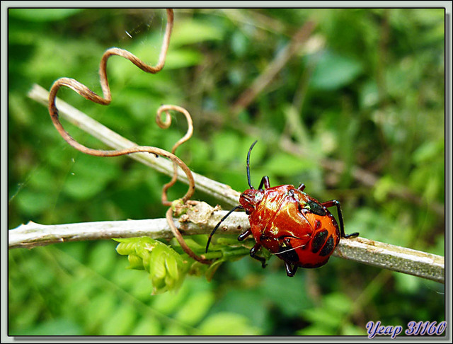 Blog de images-du-pays-des-ours : Images du Pays des Ours (et d'ailleurs ...), Autres punaises rouges - Parc National de Chitwan - Teraï - Népal