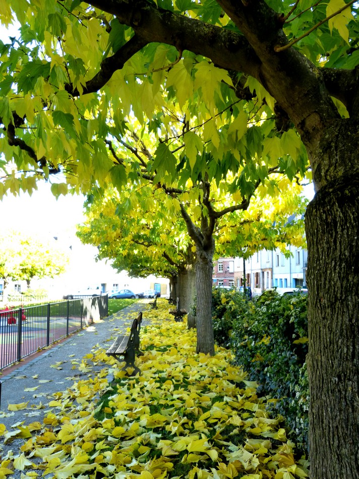 Promenade au Quartier Saint-Leu