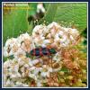 Mylabre inconstant-Mylabris variabilis