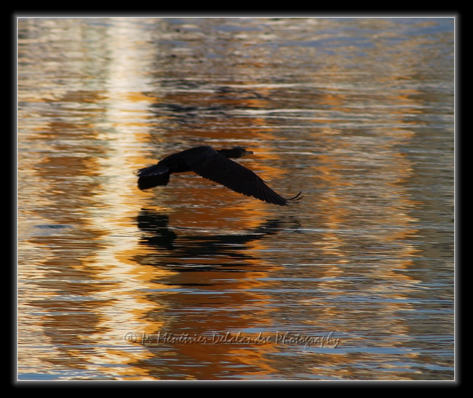 Cormoran...