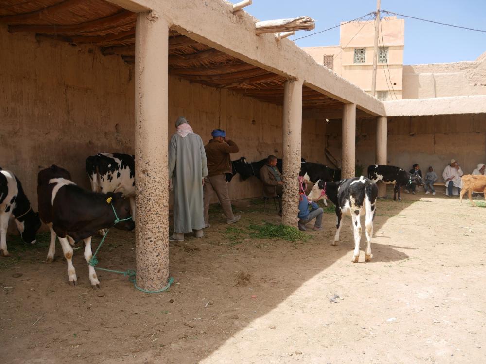 Rissani - le souk 