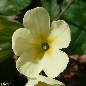 Primula elatior - primevère des bois