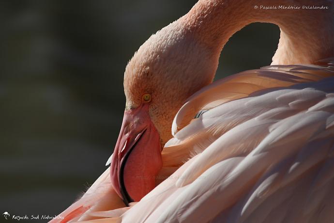 Flamant rose