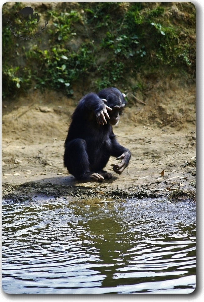 Jeu d'eau d'un jeune Chimpanzé...