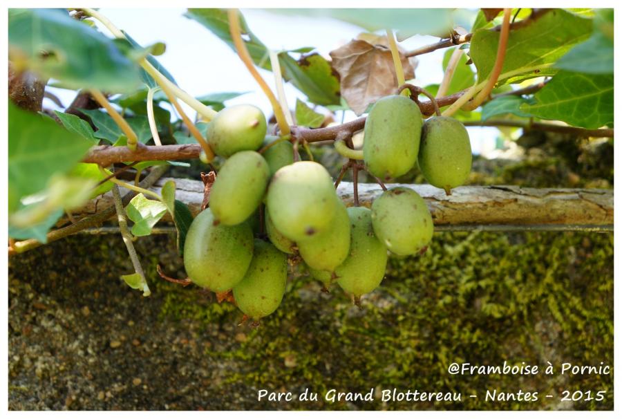 Nantes Parc grand Blottereau - Potager tropical