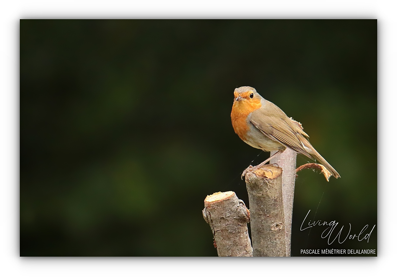 Rougegorge familier