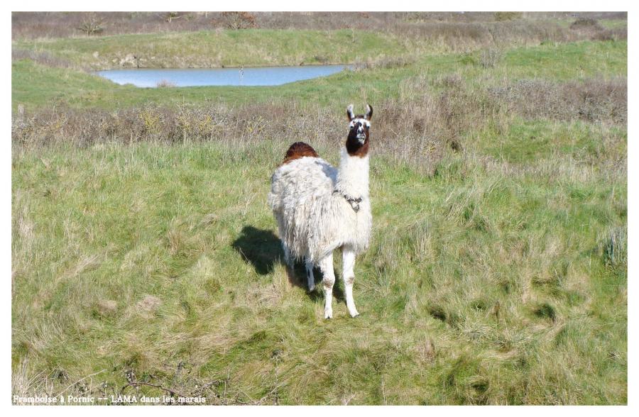 Le Lama dans les marais 