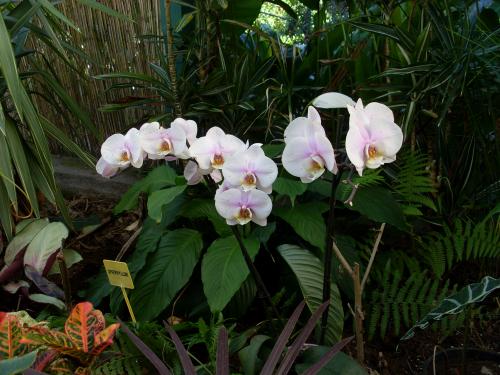 Fleurs des Canaries (3 )