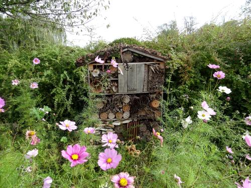 Quelques insectes de mon jardin vus cet été...