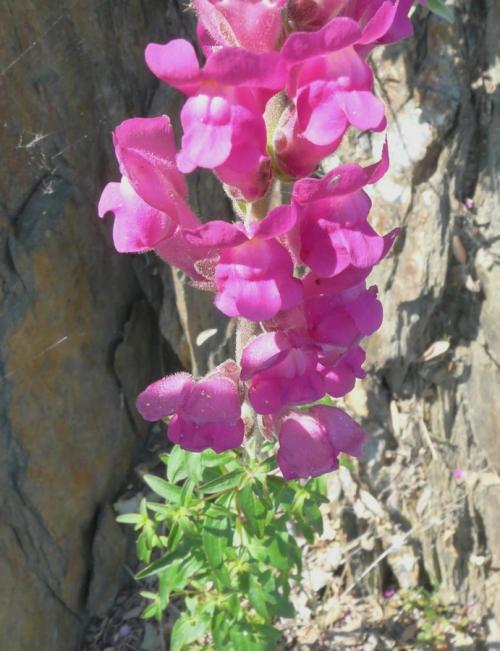 Fleurs cultivées : Linaires