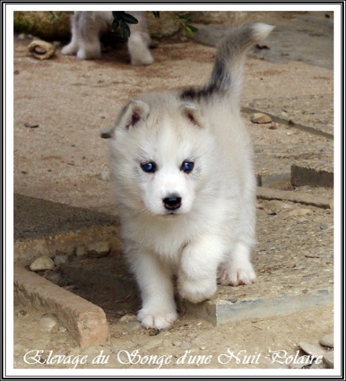 Chiot Husky Femelle 4 (36j)