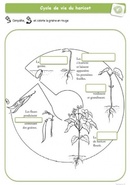 La germination - cycle de vie des plantes
